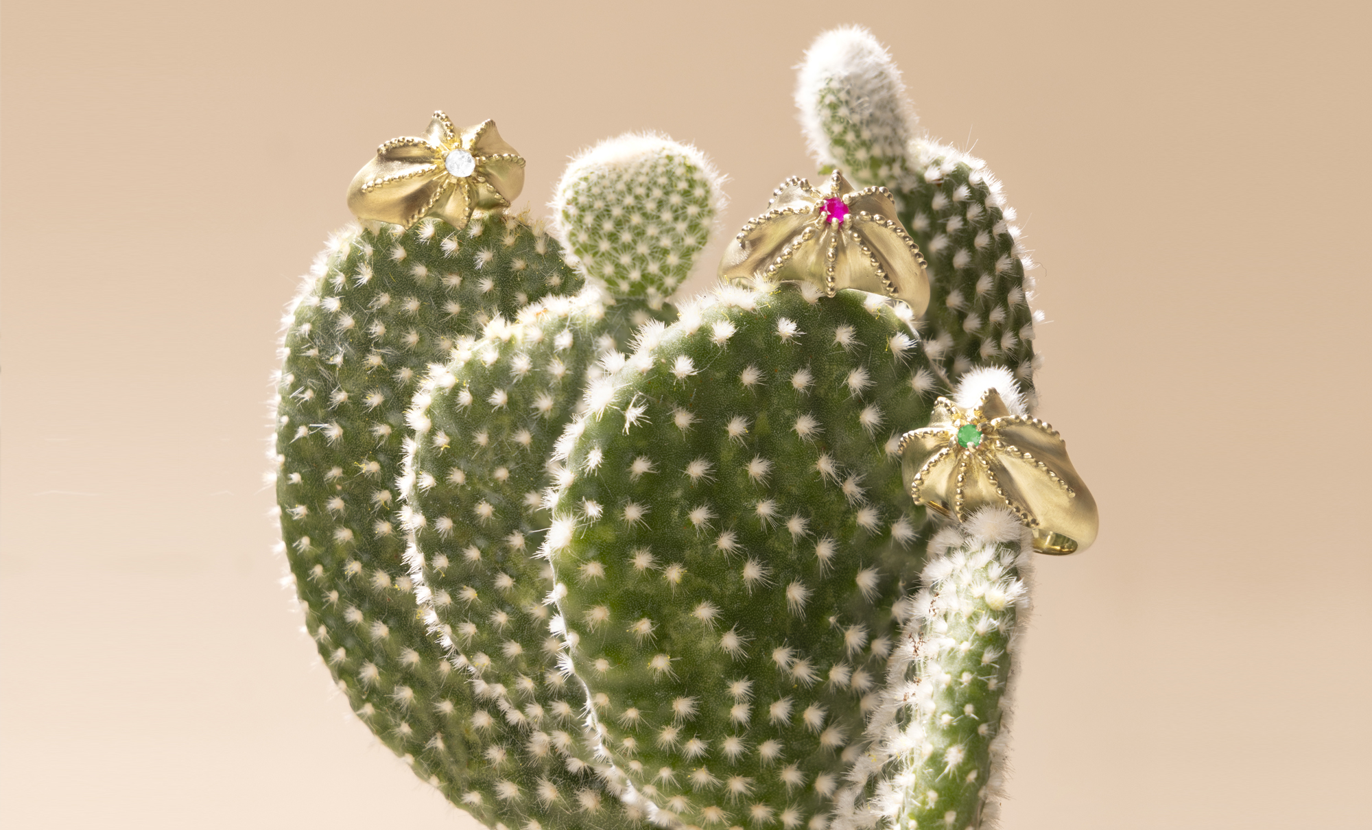 slider-bona-dsk-cactus
